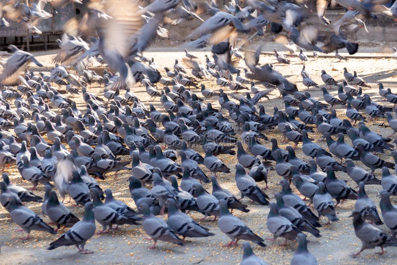 Large Group Of Pigeon On Street Stock Photo Image of birds, dove