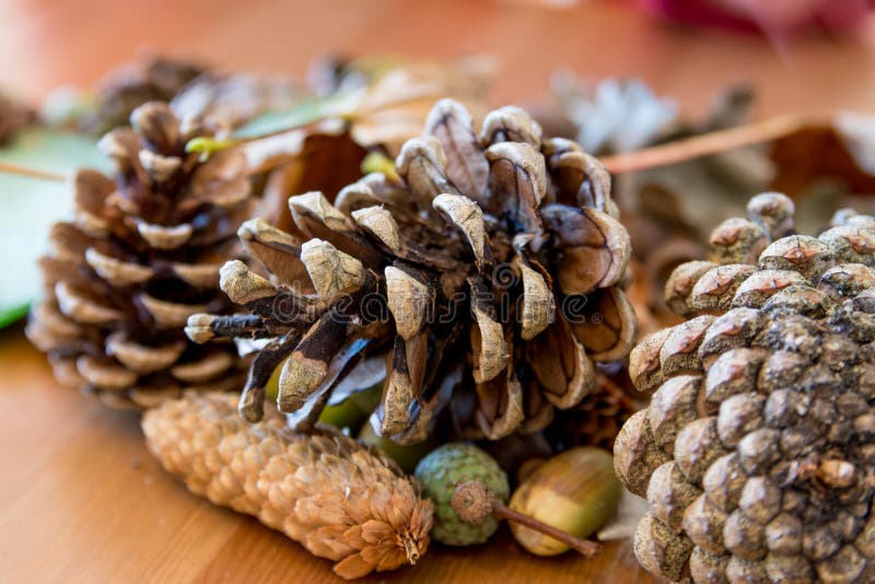 Group of Pine Cones with Leaves and Acorns Stock Image Image of