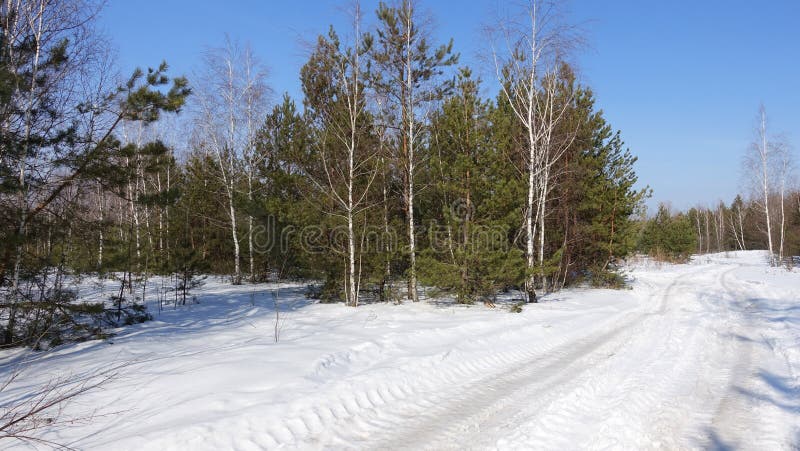 A group of pines and birches against the blue sky