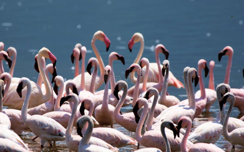 Group of pink flamingo