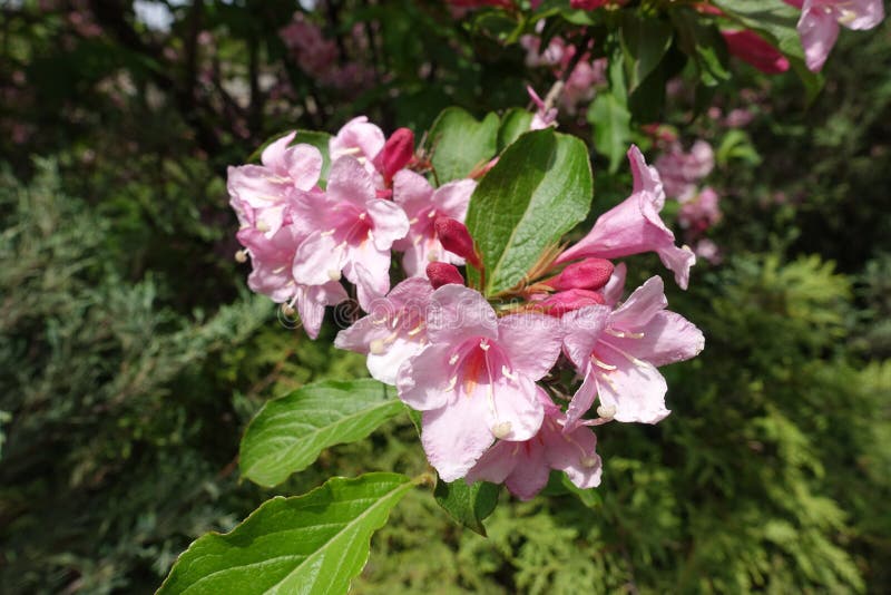 Group of Pink Flowers of Weigela Florida in May Stock Image Image of