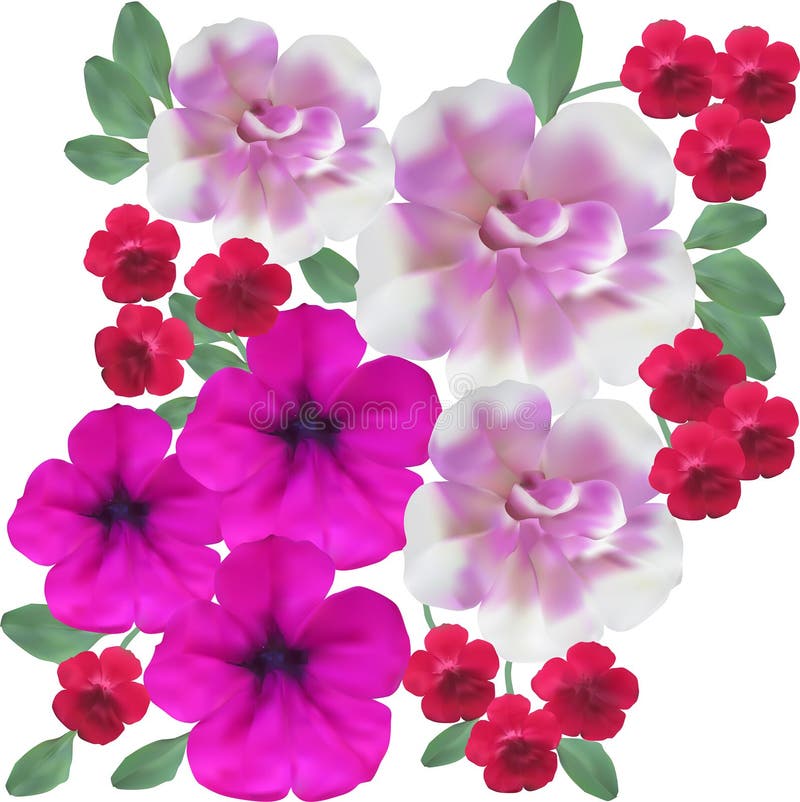 Group of Pink and Red Flowers Isolated on White Stock Vector Illustration of plant, blossom