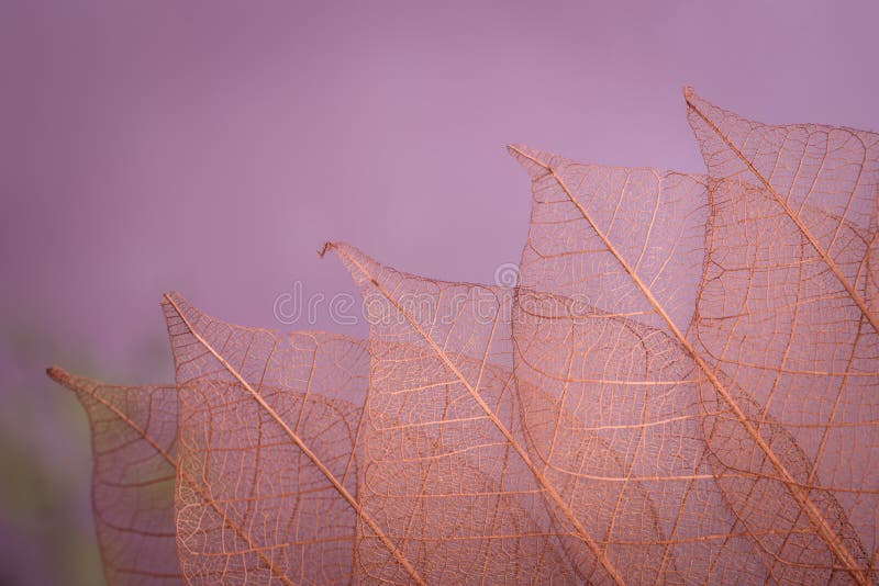 Group of pink skeleton leaves on blured background, close up