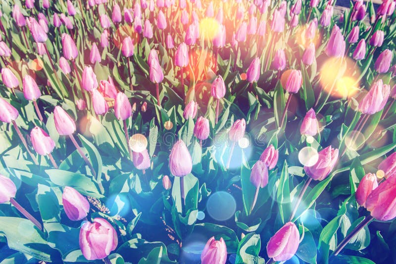 Group of pink tulips. Spring landscape. Bokeh light effect, soft