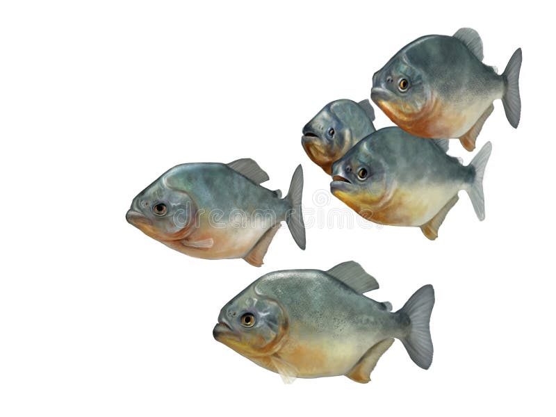 Digital illustration of a group of piranhas