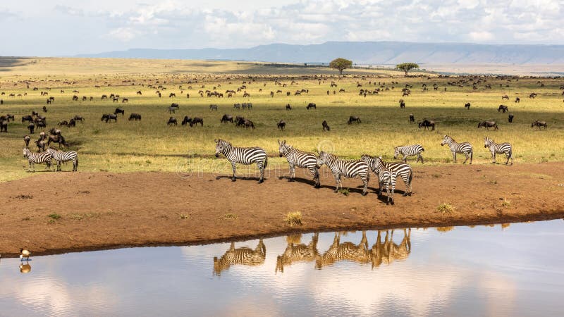 Group of plains zebra, Equus Quagga, on the banks of a water hole in the Masai Mara, Kenya. Animal and sky reflection. Wildebeest can be seen grazing in the background. Annual great migration. Group of plains zebra, Equus Quagga, on the banks of a water hole in the Masai Mara, Kenya. Animal and sky reflection. Wildebeest can be seen grazing in the background. Annual great migration