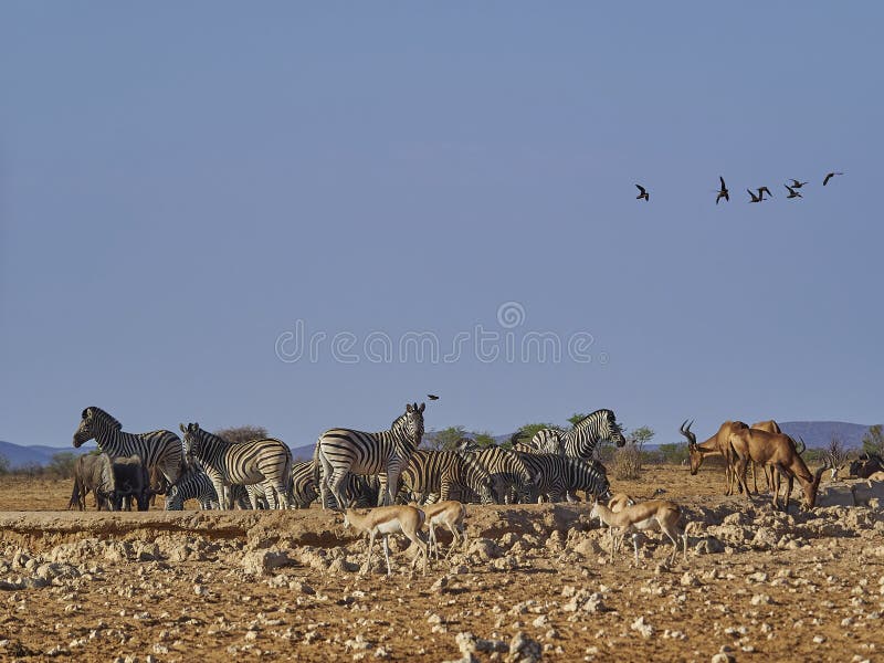 Group of Plains Zebras together with red Hartebeest at a water hole in Etosha National Park Namibia. Group of Plains Zebras together with red Hartebeest at a water hole in Etosha National Park Namibia