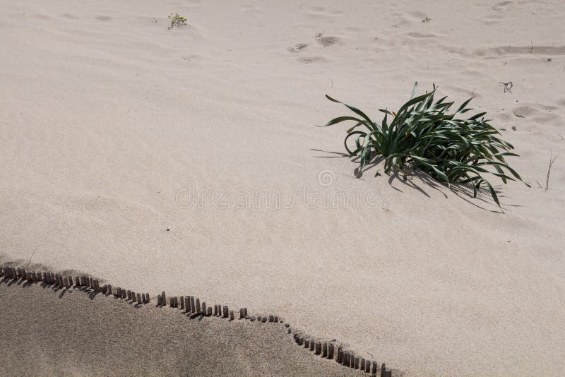 Group of Plants Growing in a Sand Stock Photo - Image of drought