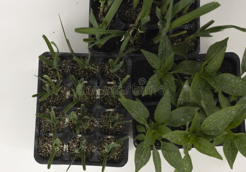 Group of Plants To Be Planted in the Orchard Stock Photo Image of