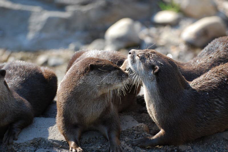 Group of otters stock photo. Image of alert, active, nose - 6962286