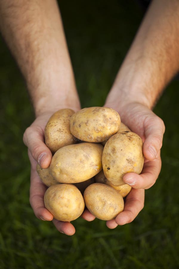 Fresh Potatoes on Farmers Hands Stock Image Image of farmer