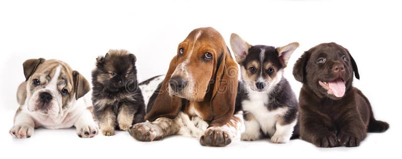 Group of Puppies, Basset Hound and corgi, labrador, pomeranian puppies, english bulldog