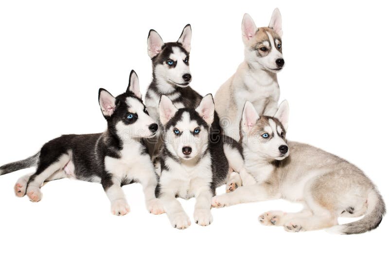 Group Of Puppies Breed The Huskies Isolated On White Background Stock