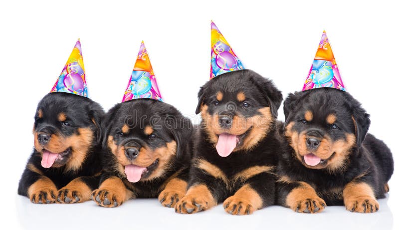 Group of puppies Rottweiler with birthday hats. isolated on white royalty free stock photography Group of puppies Rottweiler with birthday hats. isolated on white royalty free stock photography