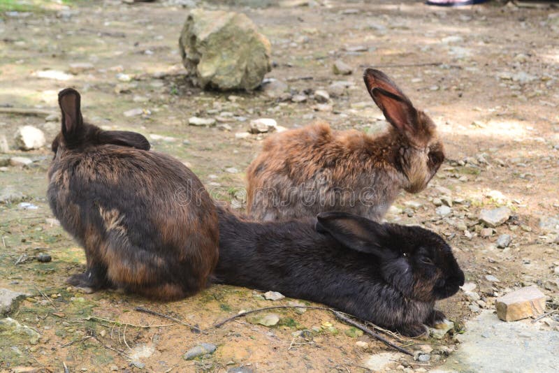 A group of rabbit in the garden. royalty free stock photo A group of rabbit in the garden. royalty free stock photo