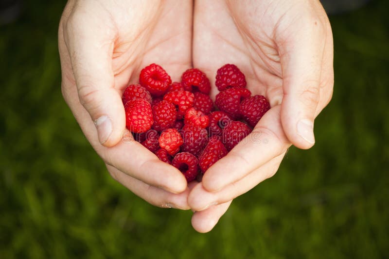 Group of raspberries stock photo. Image of fruit, food 23917302