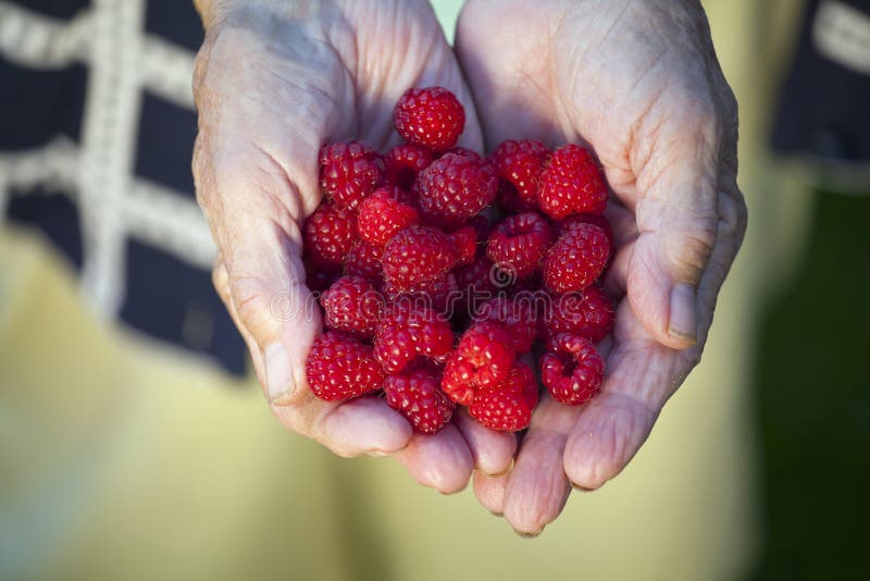 Group of raspberries stock photo. Image of healthy, farmer 23917440