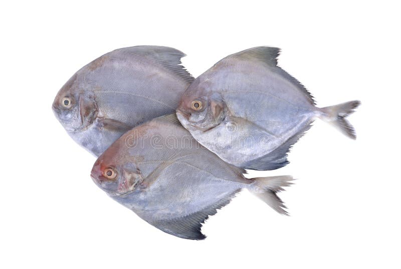 Group Of Raw Black Pomfret Fish On White Background Stock Image Image