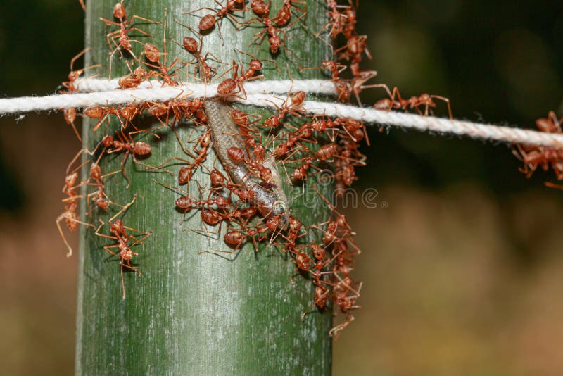 A Group of red ants. stock image. Image of branches 239969371