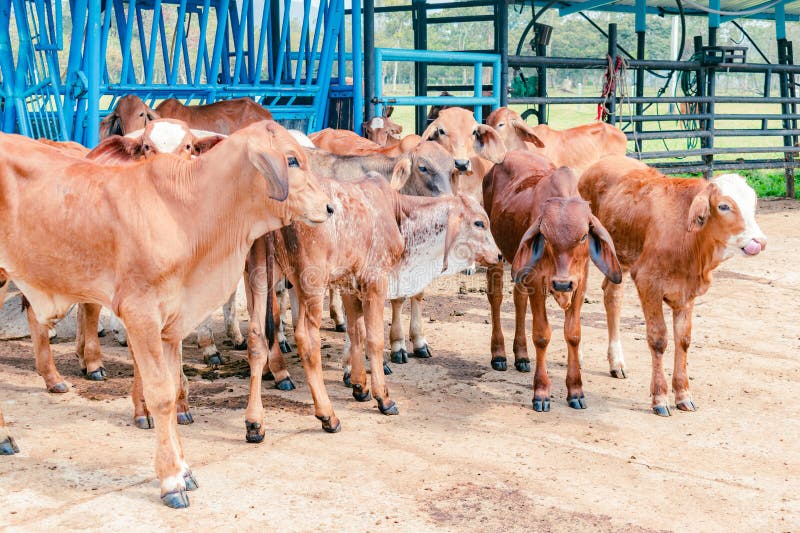 Group of red brahman calves royalty free stock photos