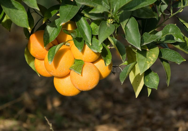 Group red citrus of Sicily on the tree