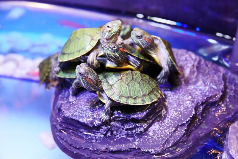 Group of Red eared Slider Turtle close up stock photography