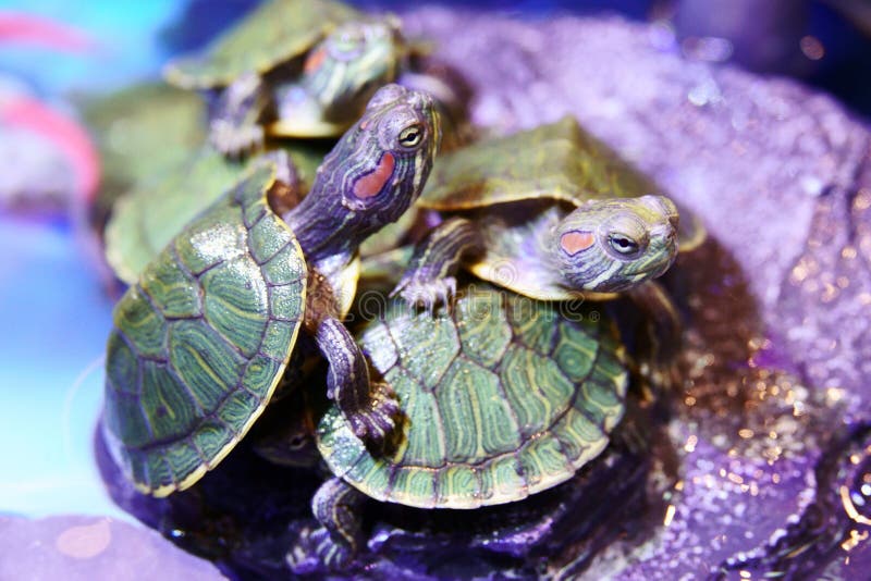 Group of Red eared Slider Turtle close up stock images