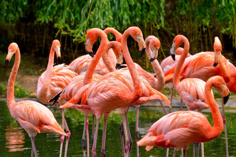 Group of red flamingos