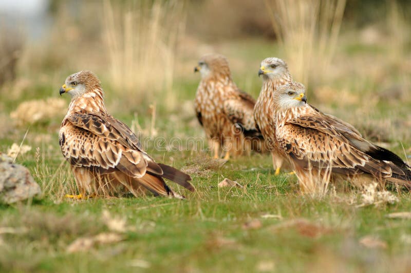 Group of red kites stock photo. Image of eagles, nature 27872312