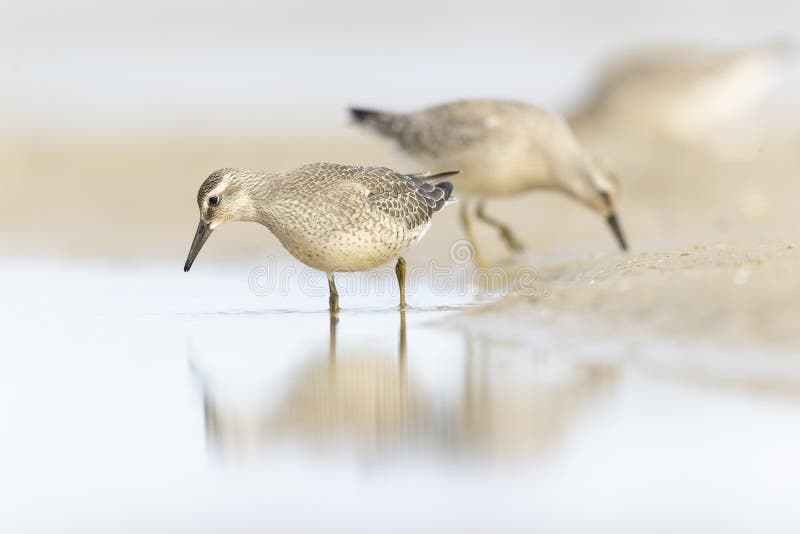 A Group of Red Knot Foraging during Fall Migration on the Beach. Stock