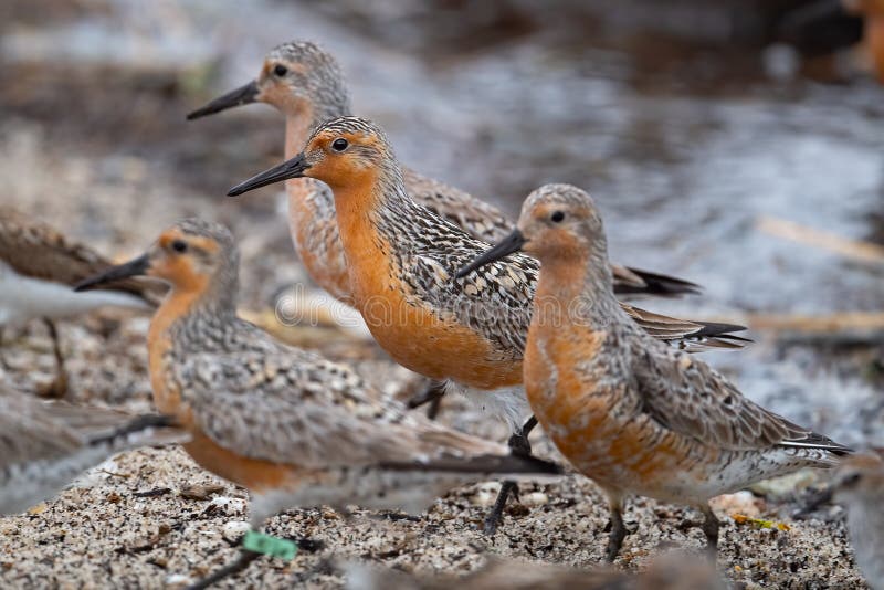 A Group of Red Knots Feeding Along the Delaware Bay Stock Photo Image