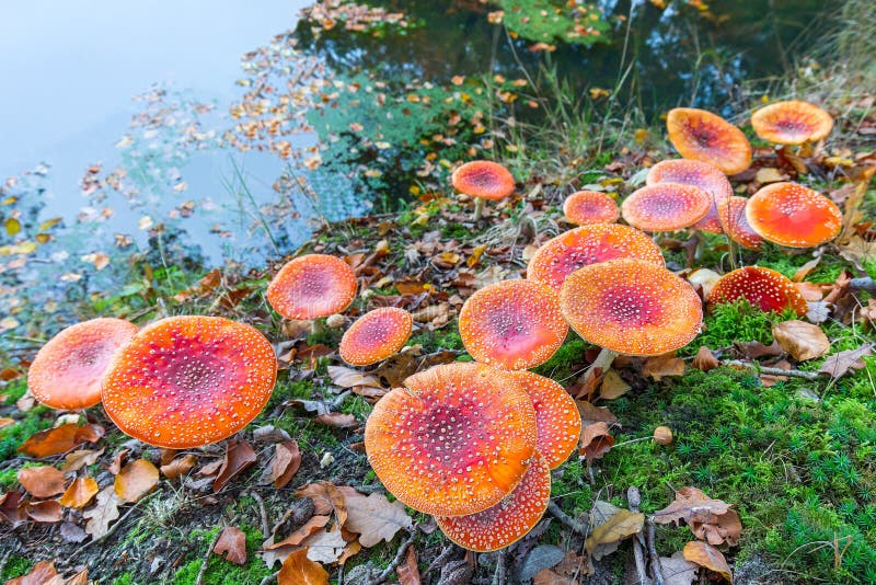 Mushrooms in Water Splash on Black Background Stock Photo Image of