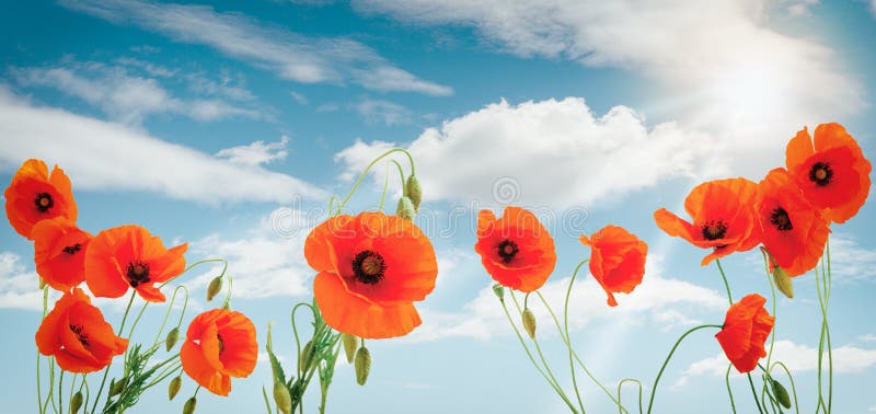 Group of poppies against the blue sky