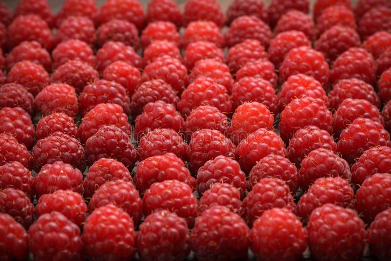 The Raspberry by rows. stock photo. Image of component 15056696