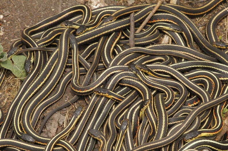 Group of red sided garter snake Thamnophis sirtalis parietalis.