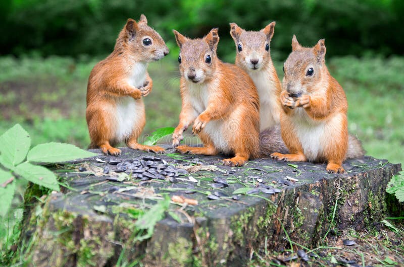 Group of Red Squirrels Eat Sunflower Seeds on the Stump Stock Photo