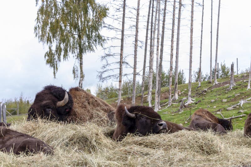 Group of bison royalty free stock images