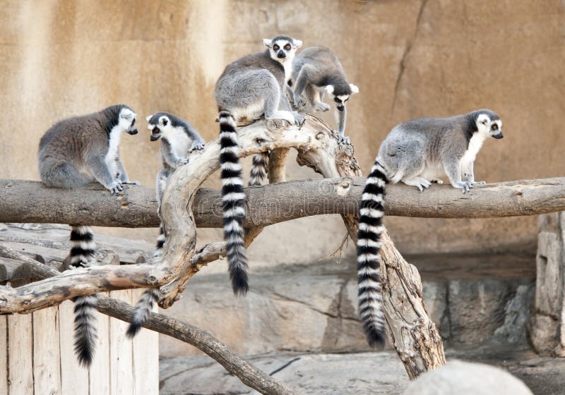 Group of Ring Tailed Lemurs