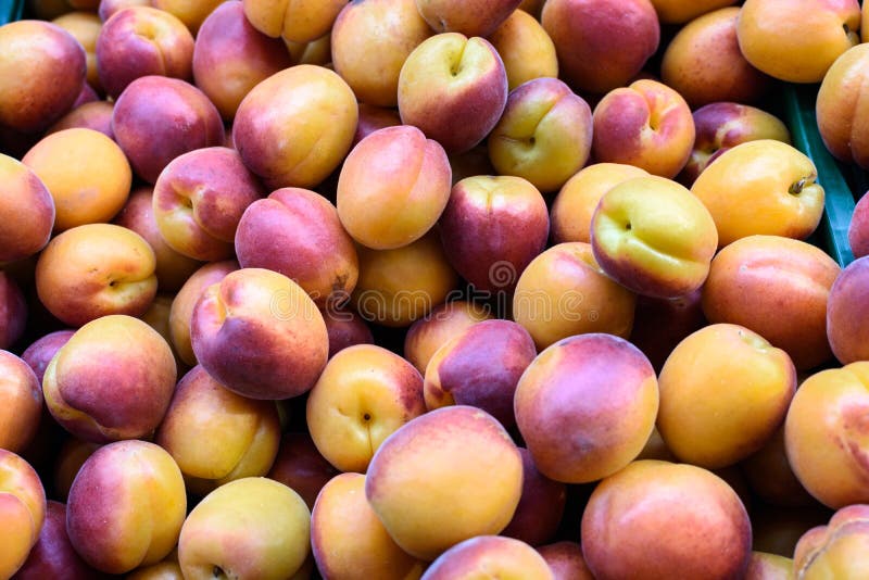Group of ripe apricots stock photo. Image of abundance 150353850