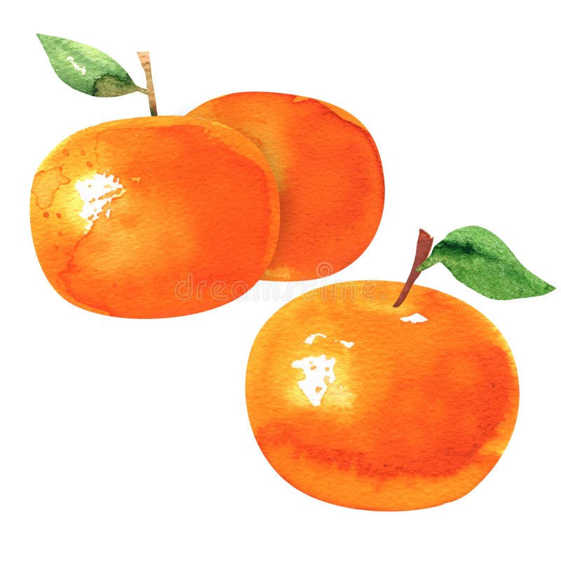 Group of ripe orange tangerines with leaves, tangerine or clementine fruit, citrus, isolated, hand drawn watercolor royalty free stock photo Group of ripe orange tangerines with leaves, tangerine or clementine fruit, citrus, isolated, hand drawn watercolor royalty free stock photo
