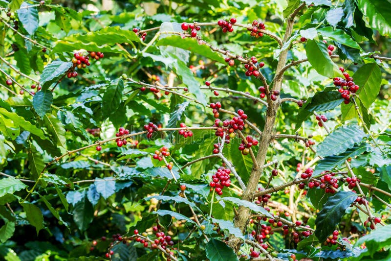 Coffee berries on its tree stock image. Image of industry 110599601