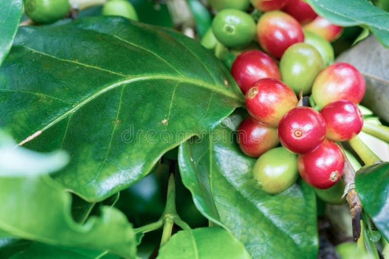 Coffee berries on its tree stock image. Image of bean 110599631