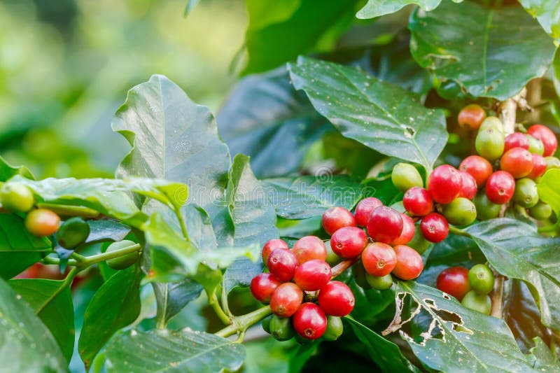 Coffee berries on its tree stock photo. Image of green 119475282
