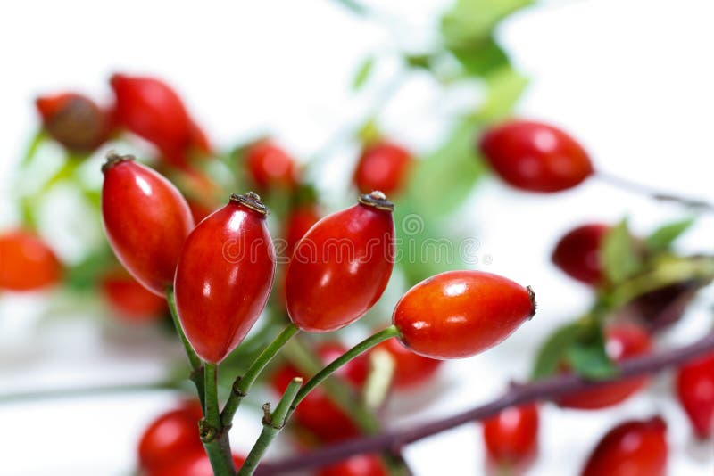 Group of rose hips on a white background.