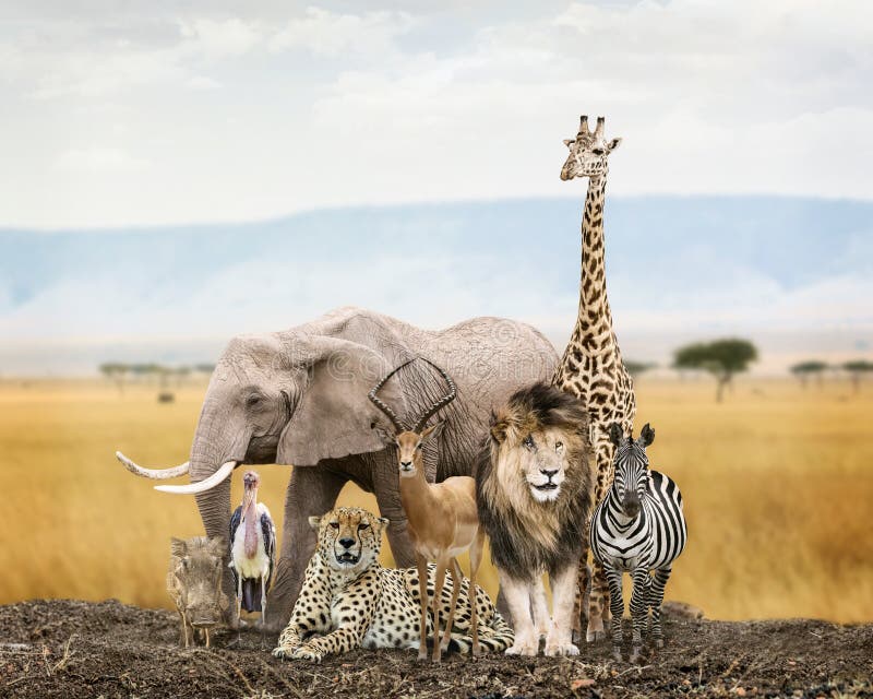 43,695 Animals Together Stock Photos - Free & Royalty-Free Stock Photos from Dreamstime 43,695 Animals Together Stock Photos - Free & Royalty-Free Stock Photos from Dreamstime
