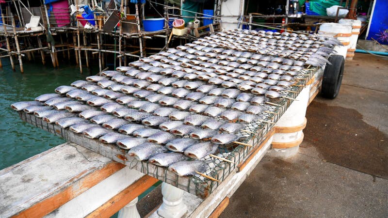 Group of Salted Gourami Fish Drying in Sunlight royalty free stock photos Group of Salted Gourami Fish Drying in Sunlight royalty free stock photos