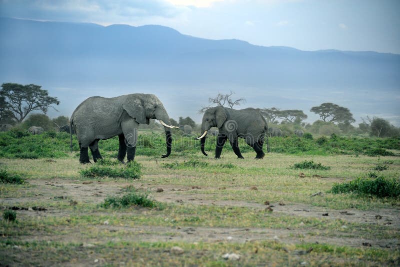 A group of savanna elephants with their babies.