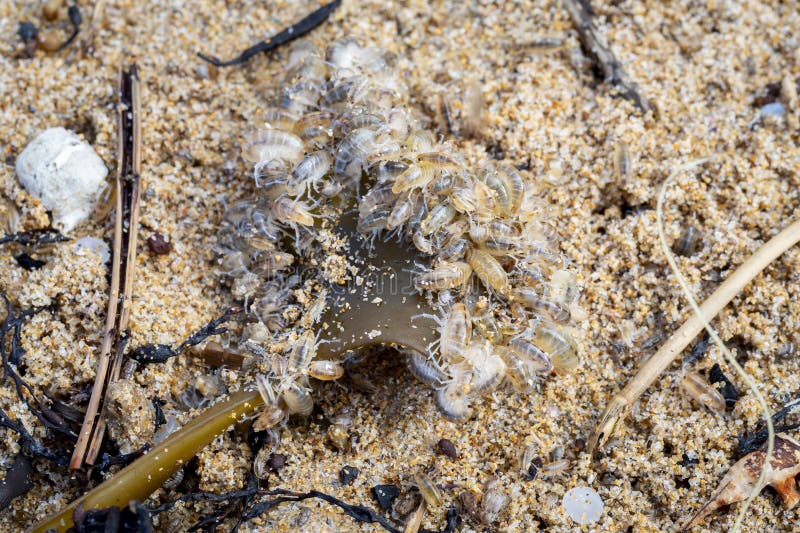 Group of Sea Fleas or Sand Hoppers (Talitrus Saltator) Feeding on