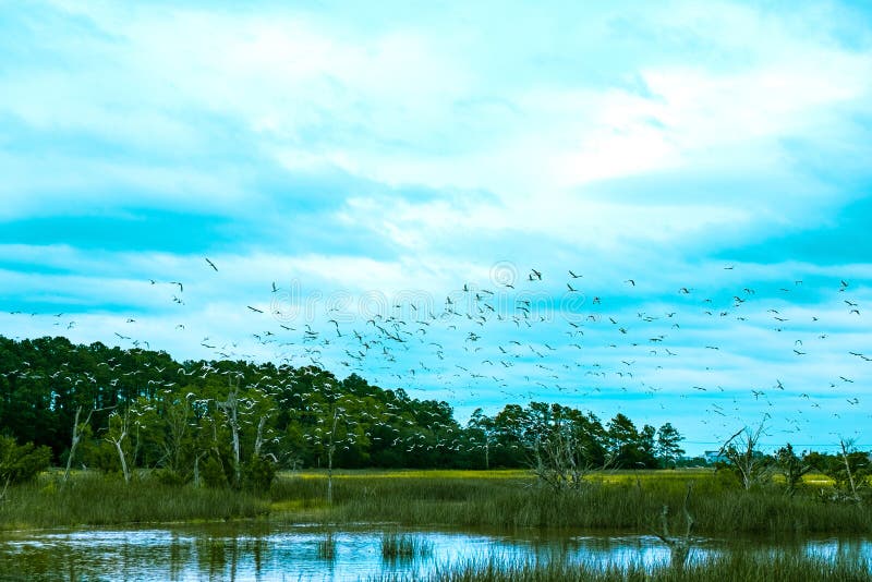 Flock of birds fly over south carolina low country marsh on cloudy day