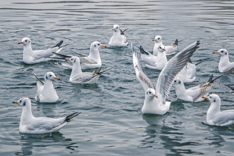 A group of seagull floating on water royalty free stock photo